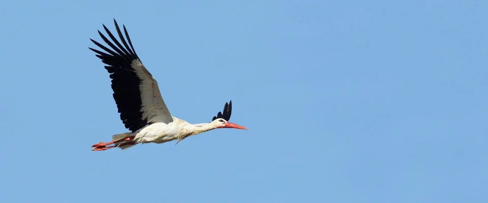 Déménagement La Cigogne